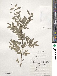 Zanthoxylum schinifolium image