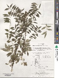 Zanthoxylum schinifolium image