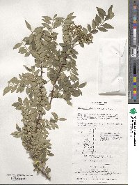 Zanthoxylum schinifolium image