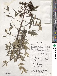 Zanthoxylum schinifolium image