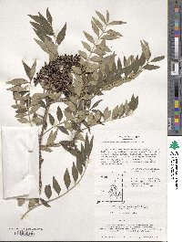 Zanthoxylum schinifolium image