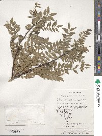 Zanthoxylum schinifolium image