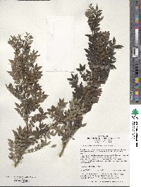 Zanthoxylum schinifolium image