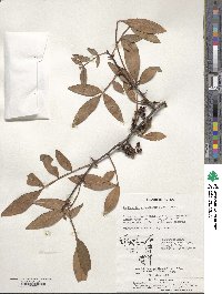 Zanthoxylum armatum image