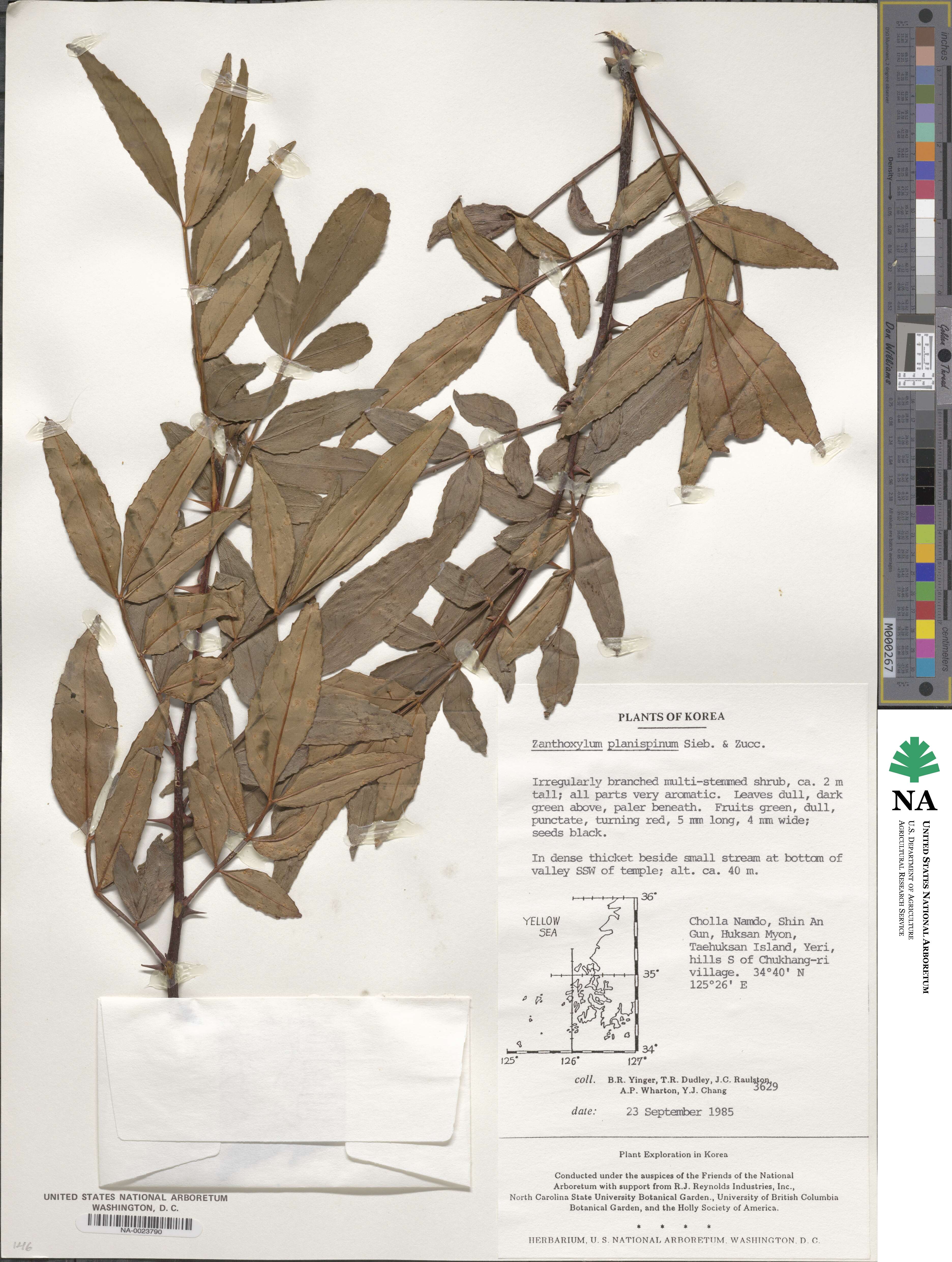 Zanthoxylum armatum image