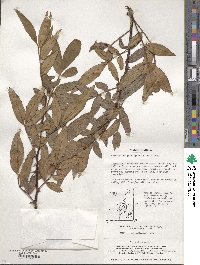 Zanthoxylum armatum image