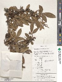 Zanthoxylum armatum image