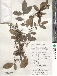 Zanthoxylum armatum image