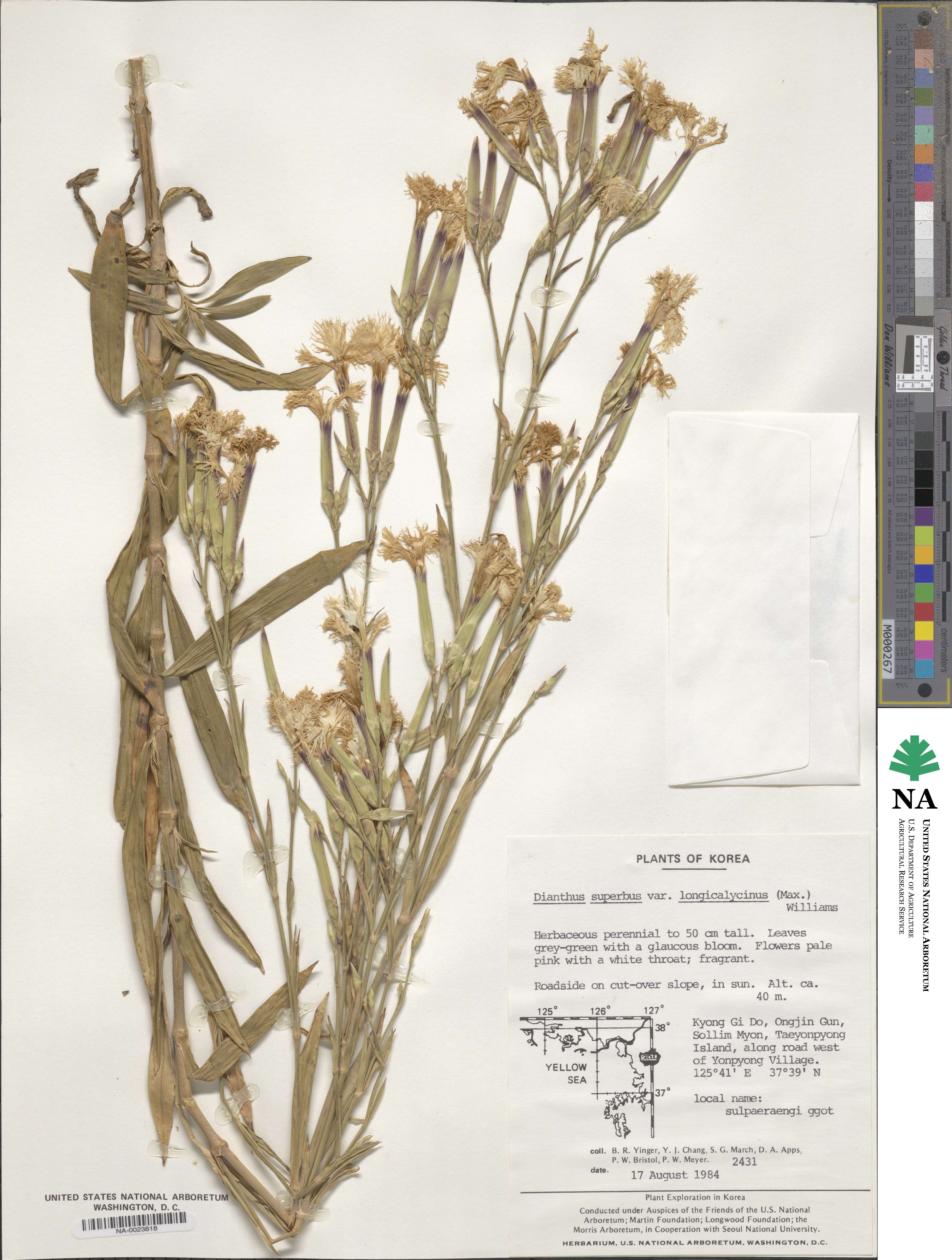 Dianthus longicalyx image