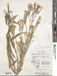 Dianthus longicalyx image