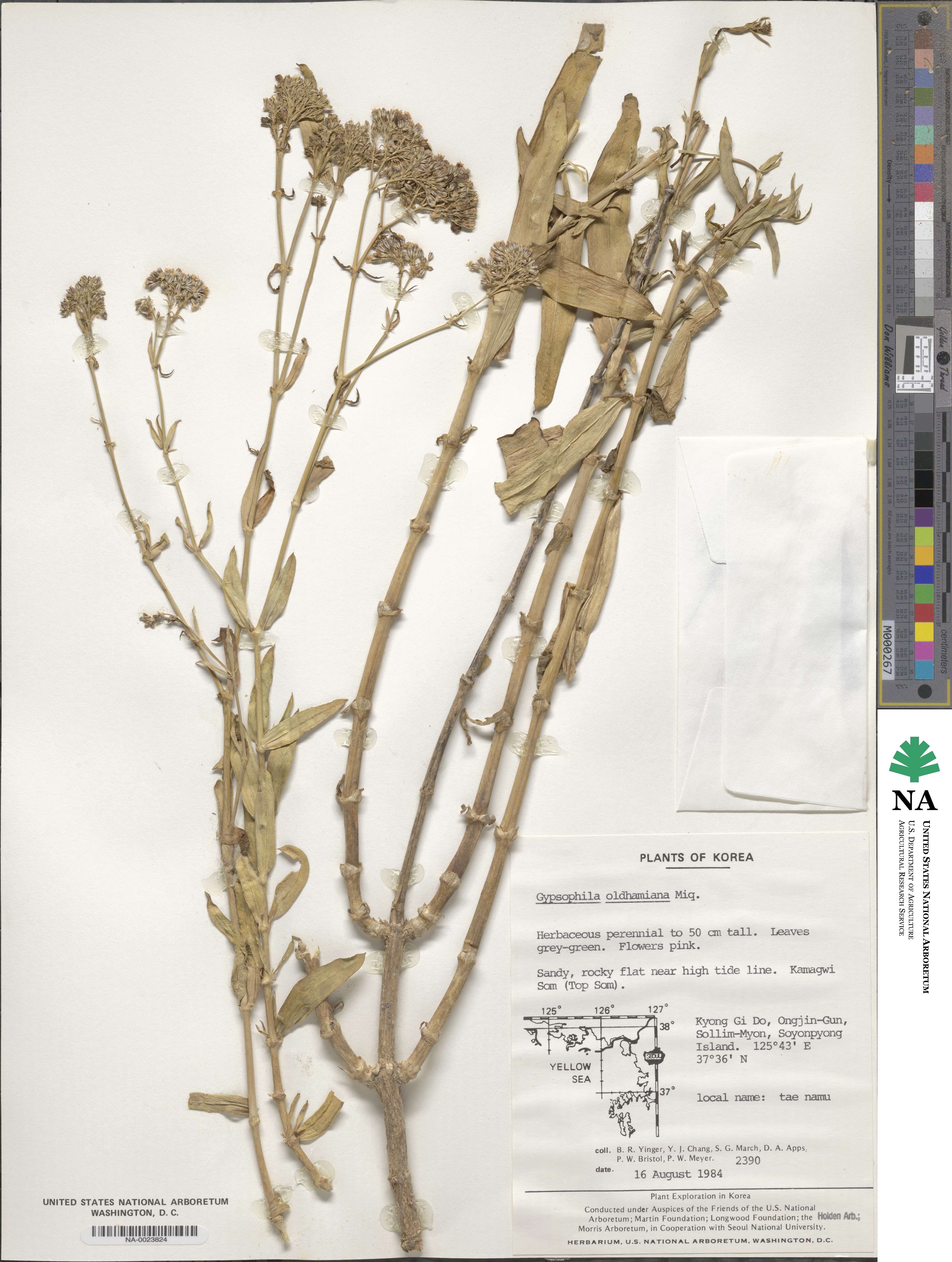 Gypsophila oldhamiana image