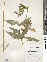 Silene cognata image