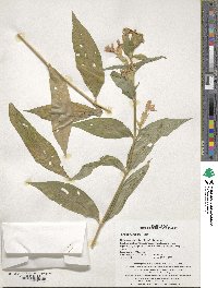 Silene cognata image