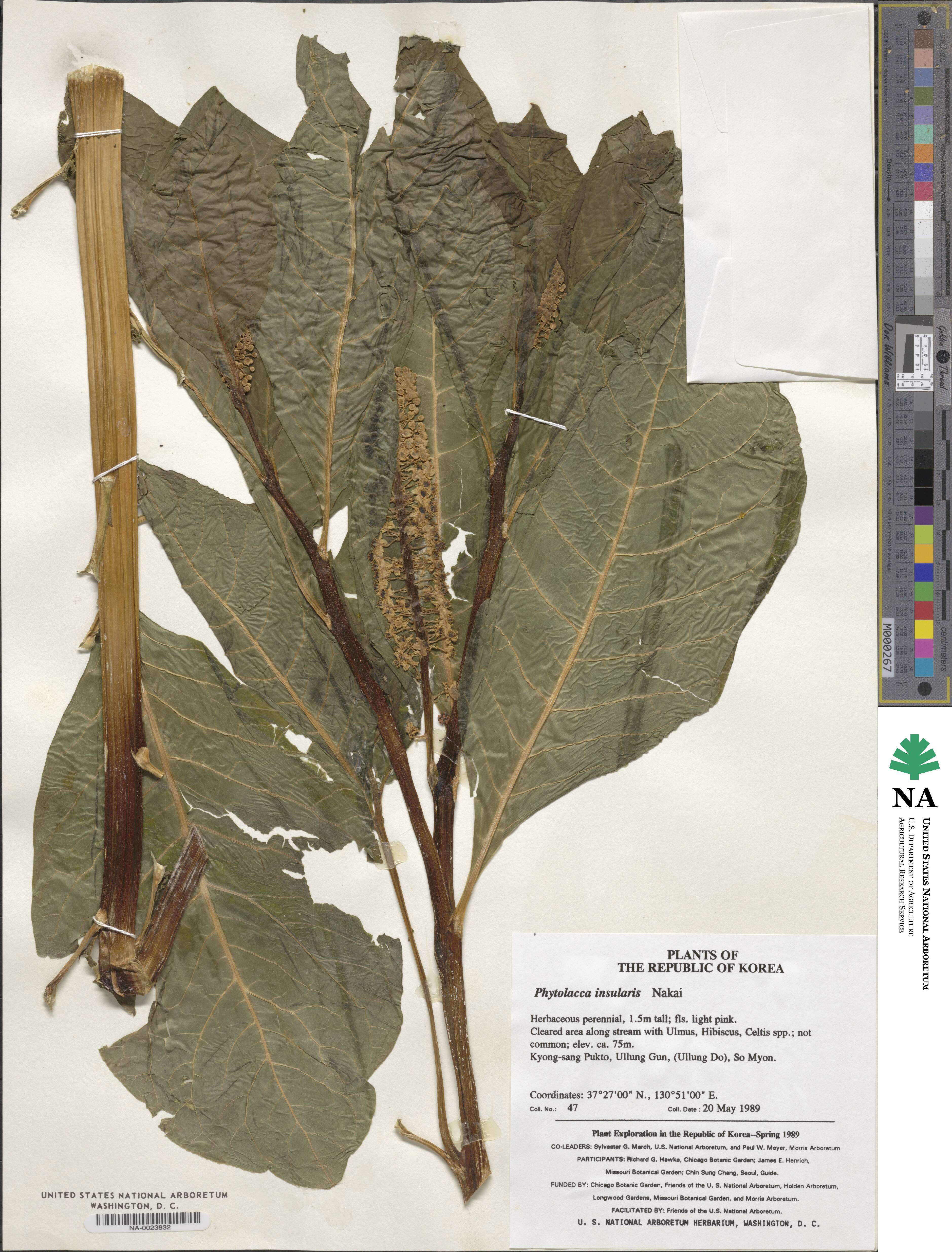 Phytolacca acinosa image