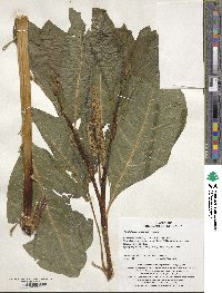 Image of Phytolacca acinosa