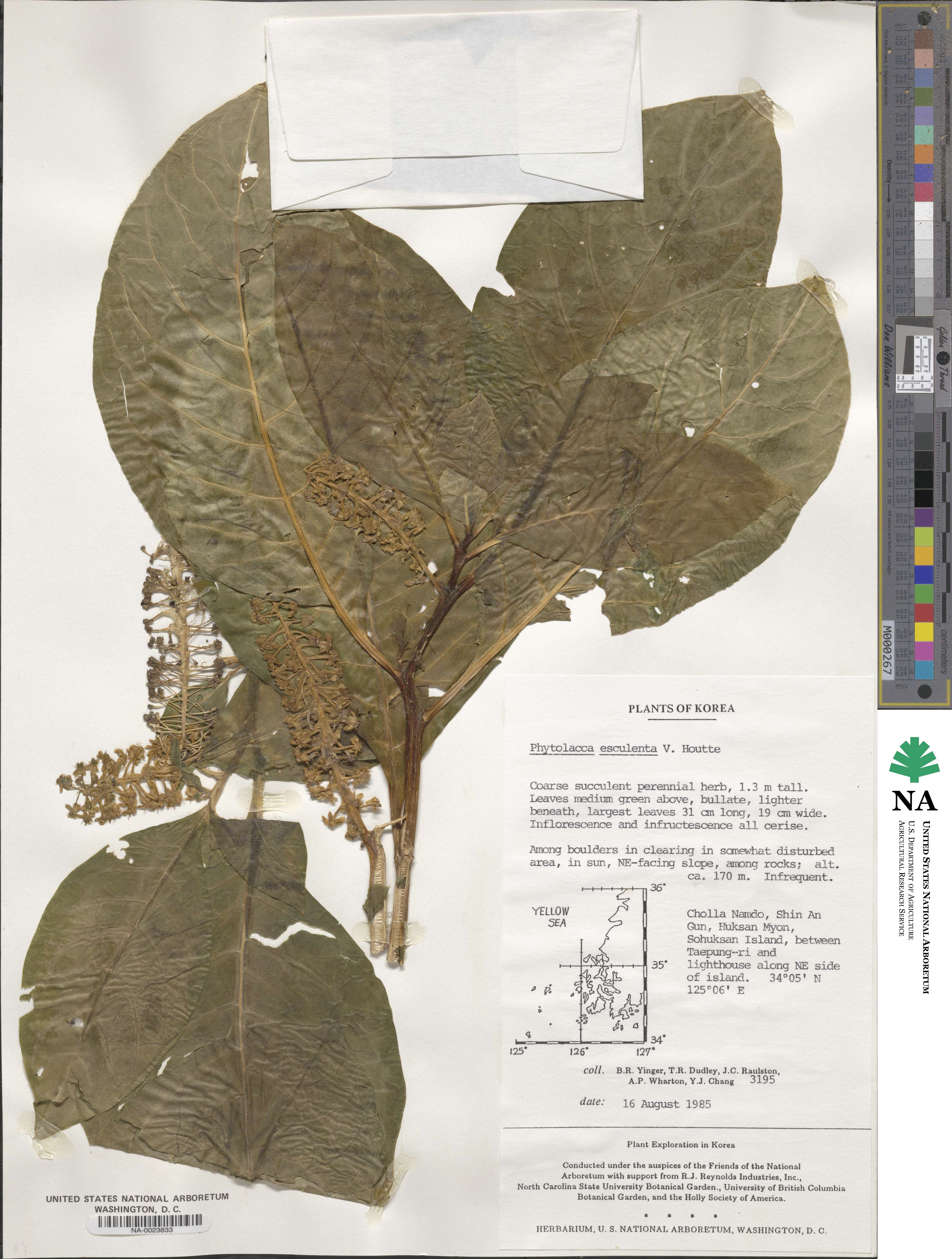 Phytolacca acinosa image