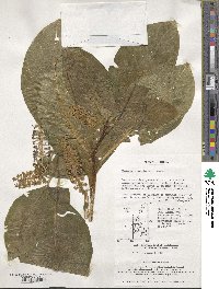 Phytolacca acinosa image