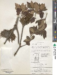 Korthalsella japonica image