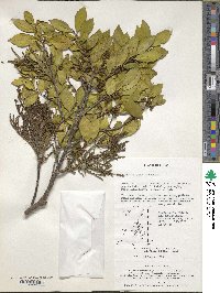 Korthalsella japonica image