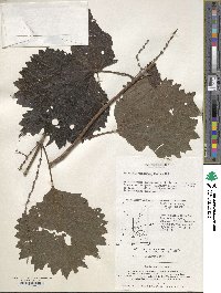 Boehmeria japonica var. tenera image