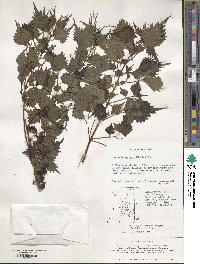 Boehmeria spicata image