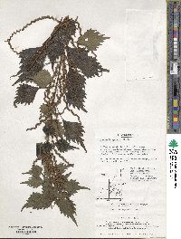 Boehmeria spicata image