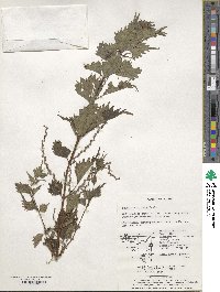 Boehmeria spicata image