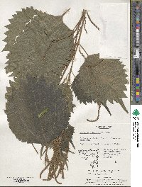 Image of Boehmeria platanifolia