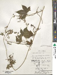 Humulus scandens image