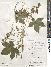 Humulus scandens image