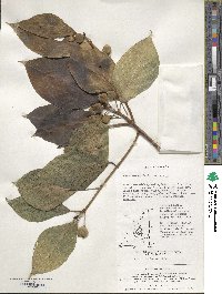 Ficus erecta var. erecta image