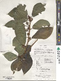 Ficus erecta var. erecta image