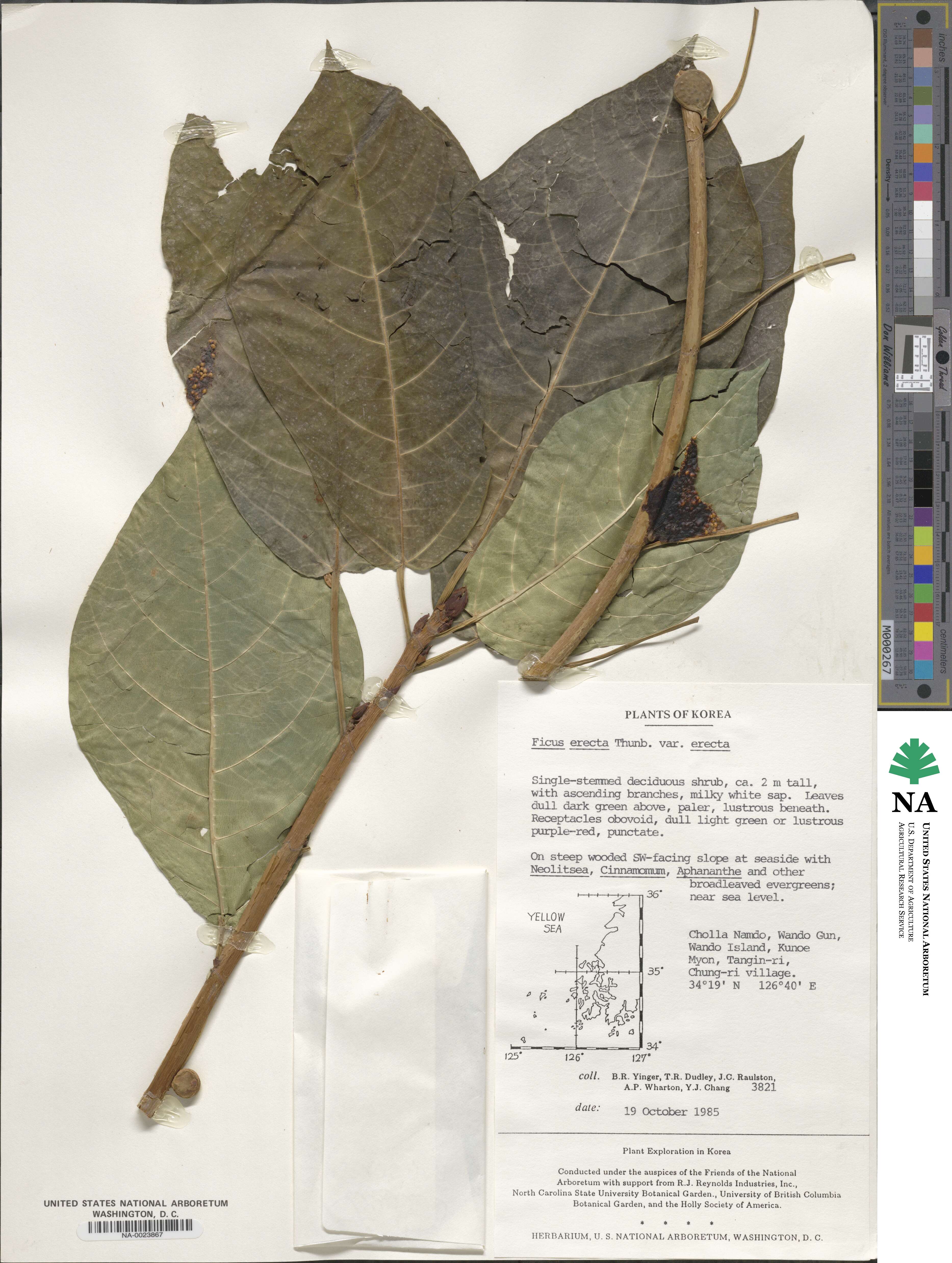 Ficus erecta var. erecta image