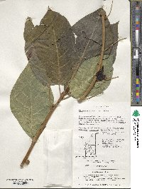 Ficus erecta var. erecta image