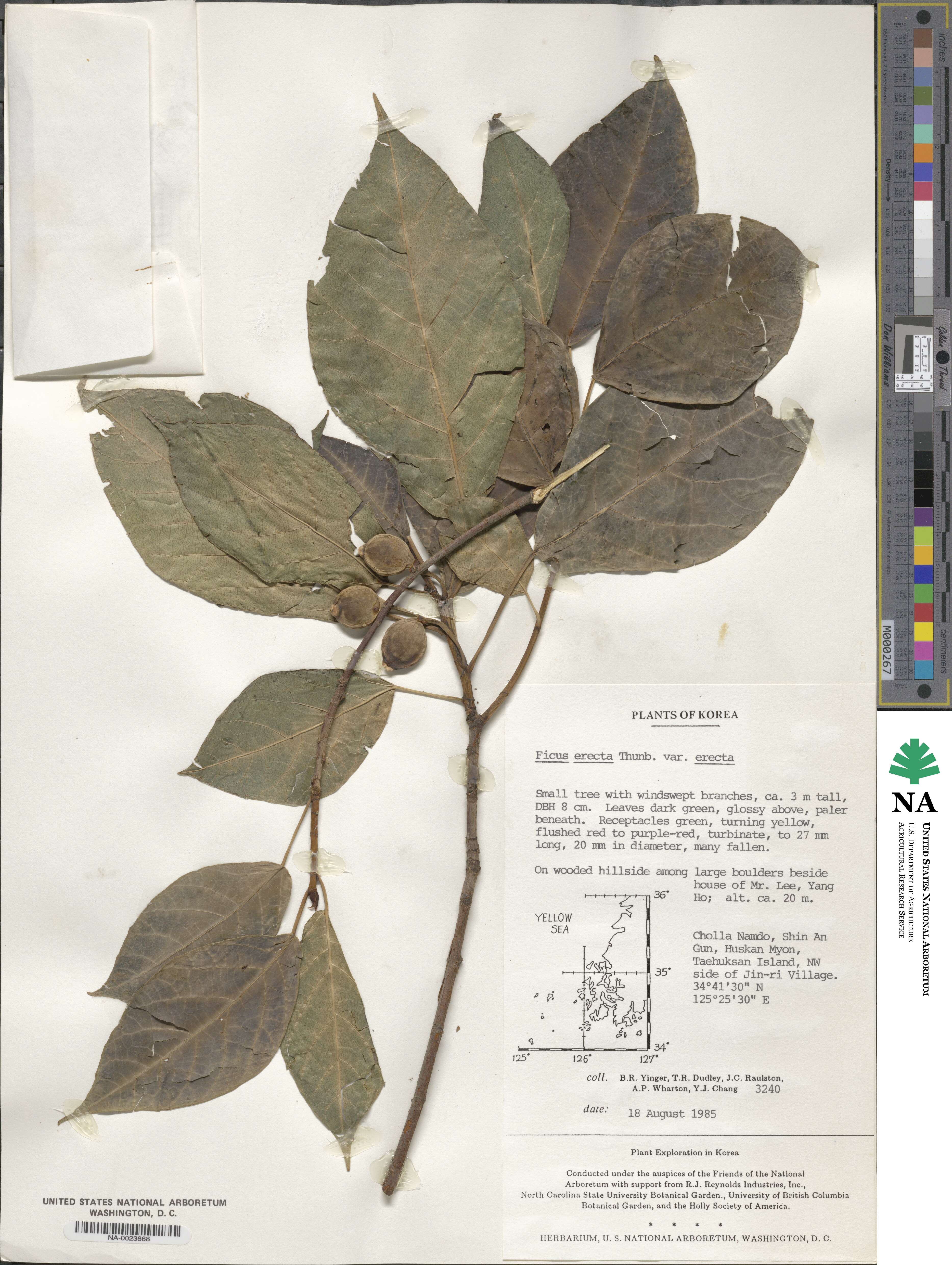 Ficus erecta var. erecta image