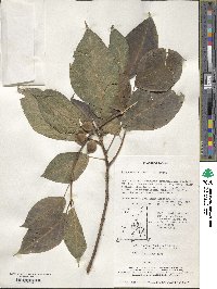 Ficus erecta var. erecta image