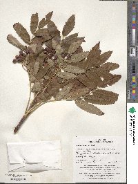 Sorbus commixta image