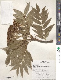 Sorbus commixta image