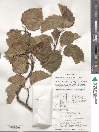 Sorbus alnifolia image