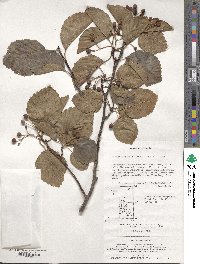 Sorbus alnifolia image