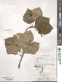 Sorbus alnifolia image