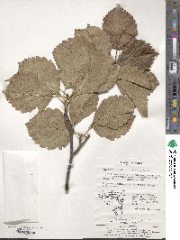 Sorbus alnifolia image