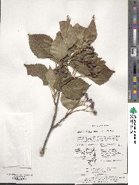 Sorbus alnifolia image