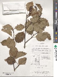 Sorbus alnifolia image