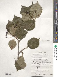 Sorbus alnifolia image