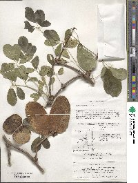 Akebia quinata image