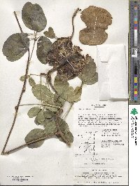 Akebia quinata image