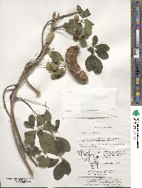 Akebia quinata image