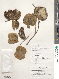 Akebia quinata image