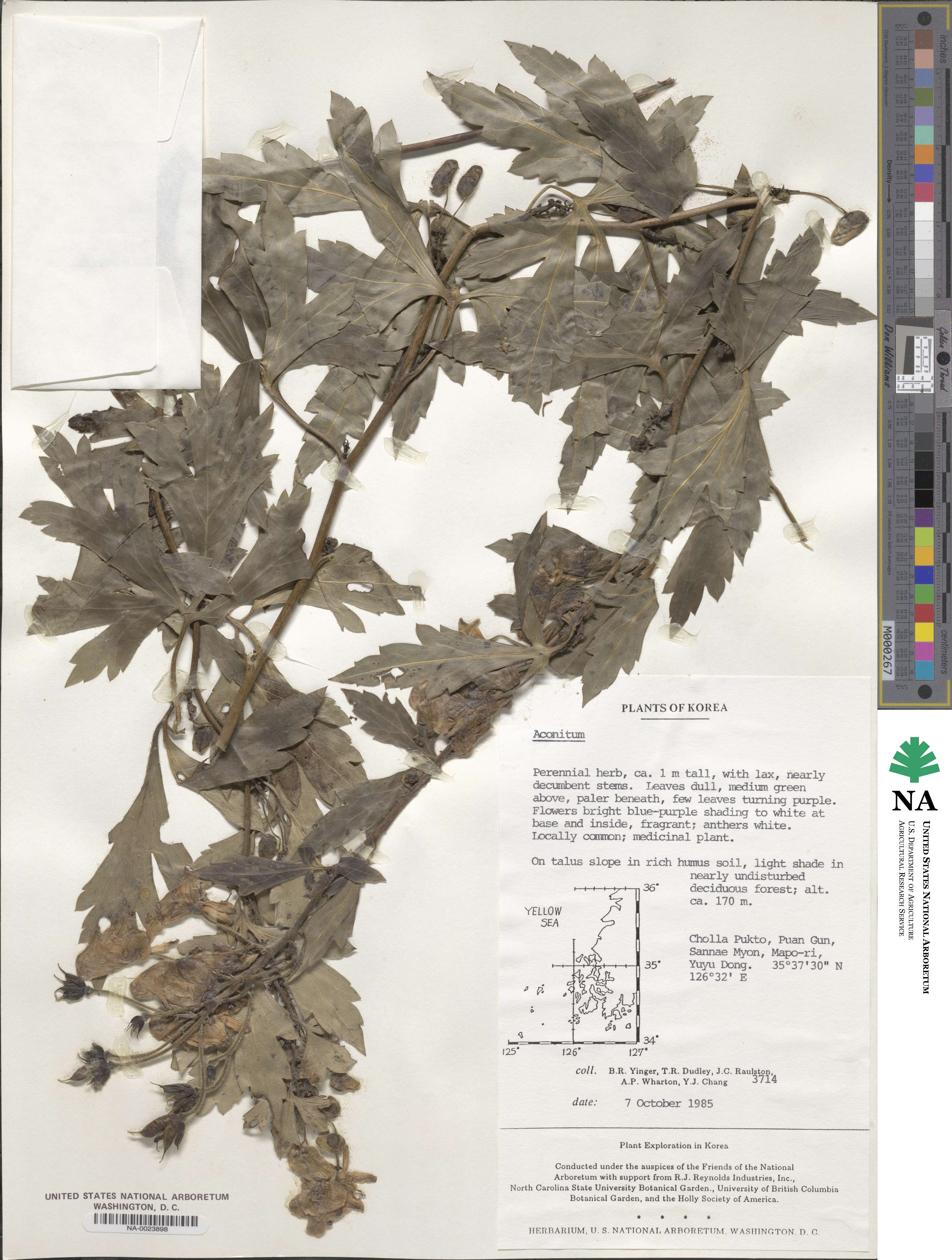 Ranunculoideae image